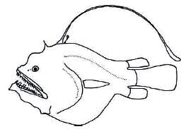 Familia Diceratiidae.jpg